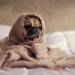 Pretend sad doggy on a bed. Bedroom Shades With Different Light Control